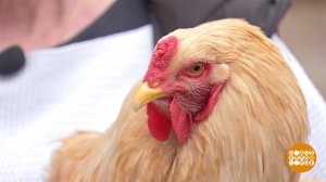 Курятник на даче? Доброе утро. Фрагмент выпуска от 27.05.2022