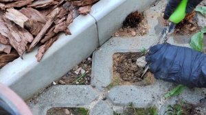 Как посадить мох. Природный мох в ландшафте.