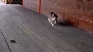 Папич,ту-ту-ту-ту,тутутуту.