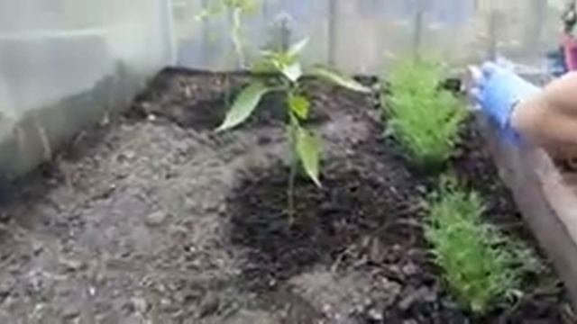 Острый перец. Начало формирования куста.