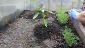 Острый перец. Начало формирования куста.