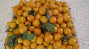 Царская — желтый сорт алычи поспел.?
