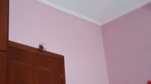 Воробей залетел в дом... Надеюсь с добром ...