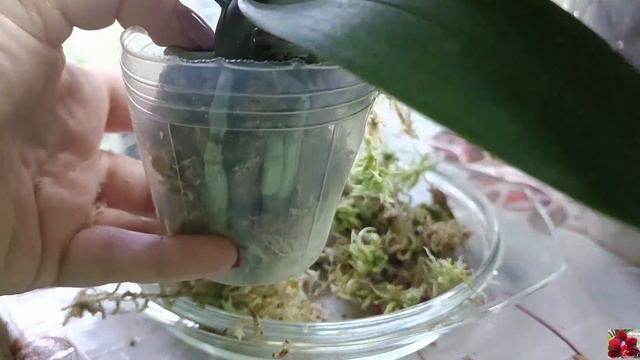 Експеримент 😉 Збільшую об'єм посадки не дістаючи з моху ☝️ смотреть онлайн