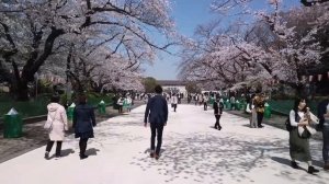 Япония, Токио, Уэно парк.