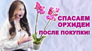 Орхидеи от А до Я. Ирина Давтян - как выращивать орхидеи?
