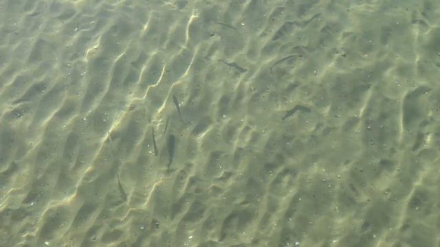 Прозрачная морская вода в Черном море Крабы Кефалевые Анапа пляж сегодня смотреть онлайн