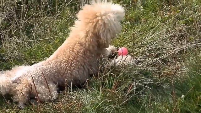пудели в поле... смотреть онлайн