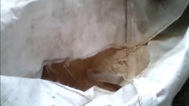 Холодное содержание быков.