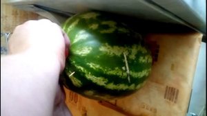 пьяный арбуз