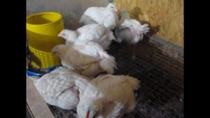 Самая тяжелая порода кур   промышленный Корниш 30 день