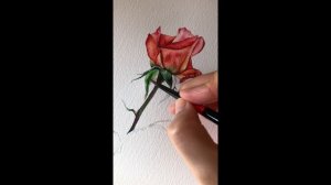 [베리현 수채화_무삭제 원본파일]🌹 장미 꽃 받침 그리기 Watercolor painting flower tutorial Watercolour Rose Greenery