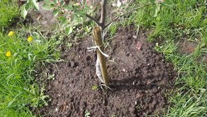 Яблоня Айдаред