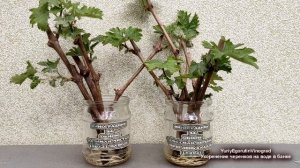 ? Как укоренить ЧЕРЕНКИ ВИНОГРАДА в обычной банке с водой. Что нужно обязательно сделать для ЭТОГО.