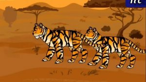 Чёрная пантера против Тигра. #2.