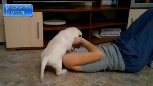 Забавные щенки Лабрадора