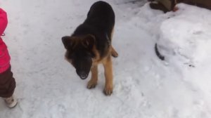 Щенок немецкой овчарки German Shepherd  5 месяцев - Кушает МАМБУ)))
