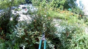 Стрижка кустов на клумбе возле своей квартиры. Садовыми ножницами стригу кусты.