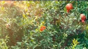 Добро пожаловать в Армению! HD