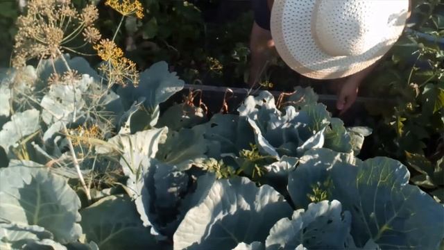 Эксперимент по чесноку ( из земли в землю ) часть 2 07 2020 смотреть онлайн