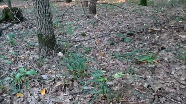 Коп в старом лесу Красивое копье Киевской Руси