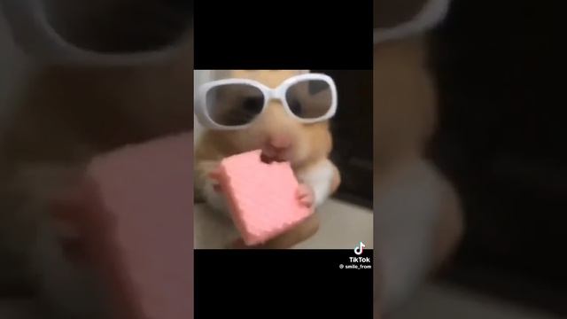 хомяки смешные животные ??? смотреть онлайн