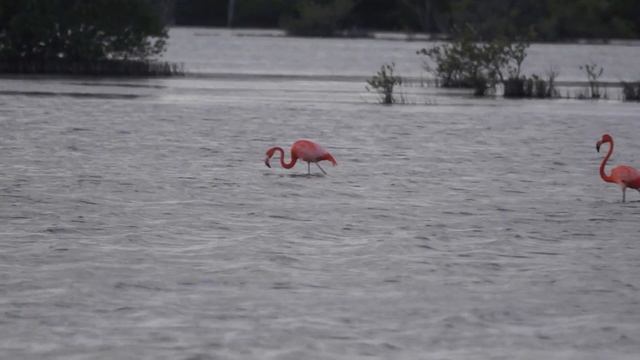 20161204 Red flamingo in Cuba - Красные фламинго на Кубе