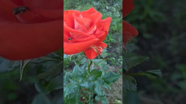 Двухцветная роза Лас Вегас смотреть онлайн