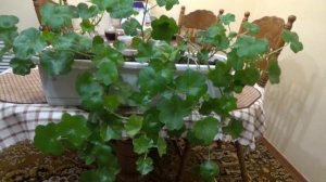 Герань ПЛЮЩЕЛИСТНАЯ зимует в квартире.