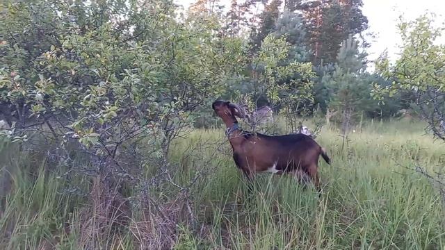 АЛЬПИЙСКАЯ порода Коз смотреть онлайн