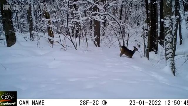Воронежский заповедник смотреть онлайн
