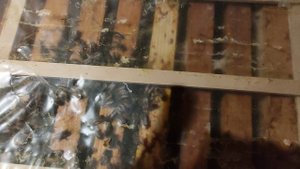 Пчелы в феврале. Зимовка в теплом зимовнике.