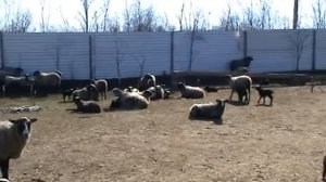 Содержание овец Романовской породы ч. 1