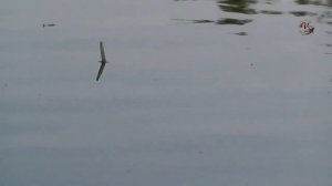 Рыбалка на реке Кубань, поплавочная удочка, заводь, Fishing angeln la pesca câu cá 钓鱼 рыбалка