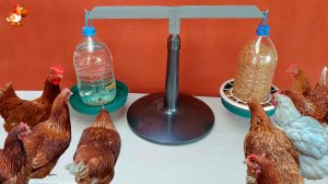 Кормушка и поилка курам из 5 л бутылок подвешенная заинтересовала несушек