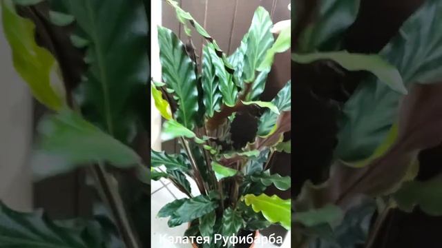 рублика "знакомства с растениями" Калатея смотреть онлайн
