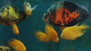 Непейцевский дендропарк , океанариум , карпы кои и пираньи .