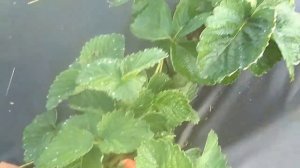 Сорт клубники Сенсация - отличная красивая и вкусная новинка 2018 года