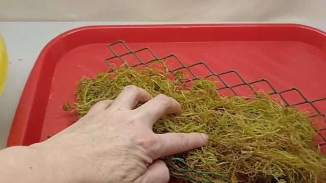 Тотем - влажная опора для растений за 5 минут
