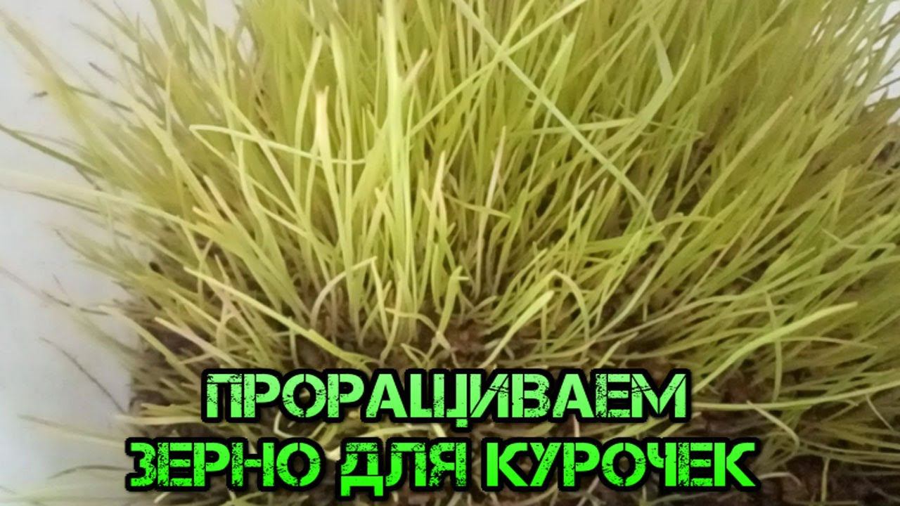 ПРОРАЩИВАЕМ ЗЕРНО ДЛЯ КУРОЧЕК-WE GERMINATE GRAIN FOR CHICKENS
