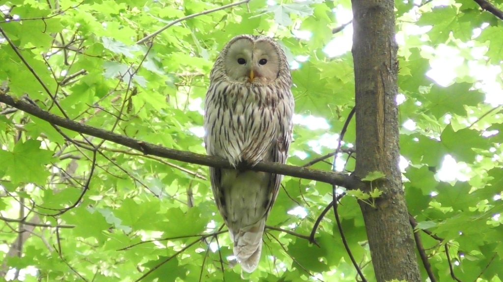 Сова. Длиннохвостая неясыть ( Strix uralensis )