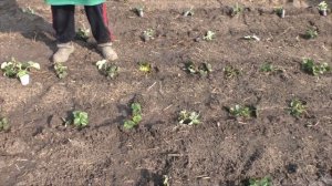 Осенняя посадка клубники в стаканчиках - приживаемость 100%!