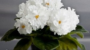 Почему нельзя держать дома фиалки — правда или вымысел?