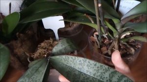 Причины фиолетовых листьев у Фаленопсиса.