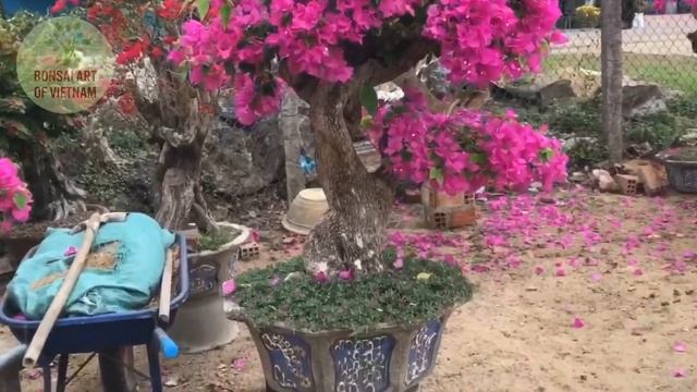 Beautiful garden Bougainvillea glabra bonsai in VietNam | Bonsai Art смотреть онлайн
