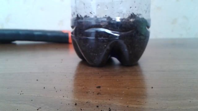 Сажу семечко мандарина ! ? смотреть онлайн