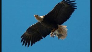 ABBA - Eagle.mp4