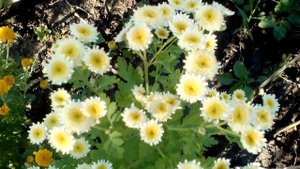 Супер ромашки, очень красивые цветы, видео 19.06.2017