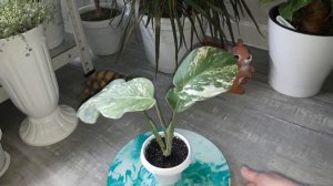 КОМНАТНЫЕ РАСТЕНИЯ(ЦВЕТЫ).ПОКУПКА.МОИ МОНСТЕРЫ АЛЬБЫ.ОБ УХОДЕ.