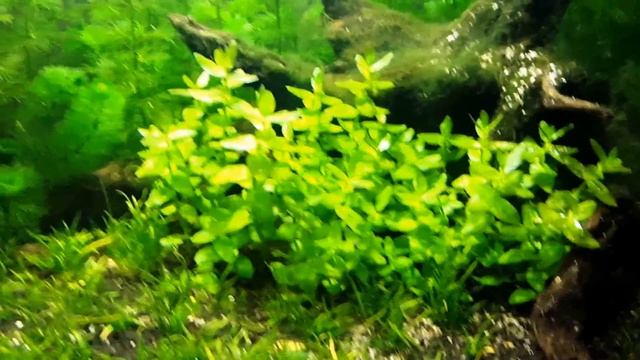 Species Spotlight: Bacopa monnieri or Moneywort смотреть онлайн